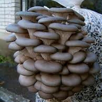 Mushroom growing, mycelium