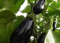 Семена баклажанов Черный жемчуг F1 / Black Gem F1, Enza Zaden