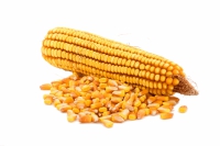 Семена кукурузы Одесский 80
