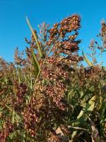 Семена Суданской травы сорт Чишминский схожесть 92%