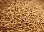 Пшеница кормовая, ячмень
