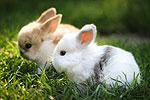 Комбикорм для откорма кроликов возрастом 60-150 дней ПЗК 90