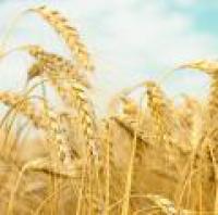 Пшеница, 3 класс, в больших объема