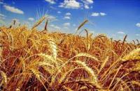 Услуги по переработке пшеницы в муку