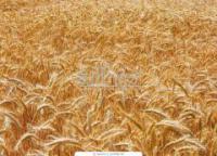 Пшеница 3 класс