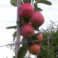 Саженцы яблони Рано Брае