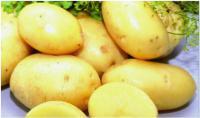 Картофель сорта «Эрроу» Agrico B.V.