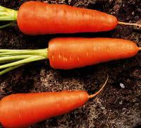 Семена моркови Шантанэ Ред Кор / Chantenay Red Core от фирмы Clause