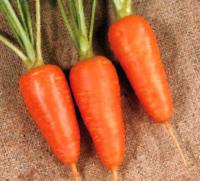 Семена моркови Boltex - Болтекс, Clause