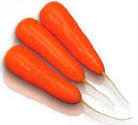 Семена моркови Curoda Chantenay - Курода Шантане, от фирмы Sakata