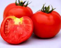 Семена томатов Akela F1 - Акела F1, Clause