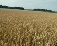 Семена пшеницы озимой Лютесценс 72