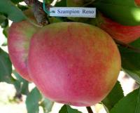 Саженцы яблони Szampion Reno 2 разветвление 5+