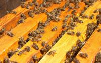 Пчелосемьи породы Карника