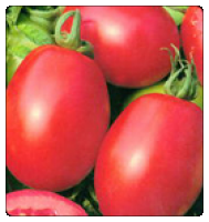 Семена томатов Maxi Rio - Макси Рио, от фирмы United Genetics