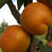 Саженцы абрикоса Харгранд
