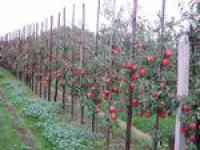 Капельное орошение многолетних растений (яблони, виноградники и т.п)