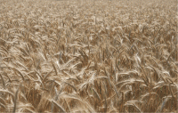 Семена пшеницы яровой Волгоуральская