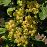 Смородина белая Ribes rub Witte Parel, h см 80-100