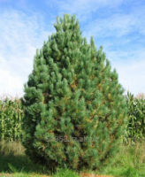Сосна кедровая Pinus cembra, h см 10-15