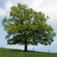 Дуб Quercus Robur, h см 45-60