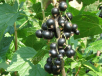 Смородина черная Ribes nigr Titania, h см 80-100