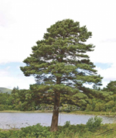 Сосна обыкновенная Pinus sylvestris, h см 20-30