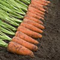 Голландские семена моркови Каскад F1