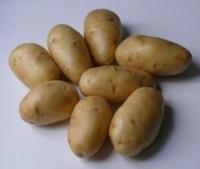 Семена картофеля Импала, Элита, фракция 28-60 мм