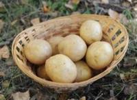 Семена картофеля Гала, Элита, фракция 28-60 мм
