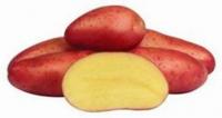 Семена картофеля Ред Скарлетт, Элита, фракция 28-60 мм