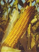 Семена кукурузы Росс 130 МВ