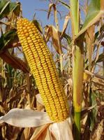 Семена кукурузы Краснодарский 425 МВ