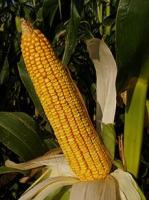Семена кукурузы Краснодарский 620 СВ