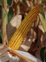 Семена кукурузы Краснодарский 377 АМВ