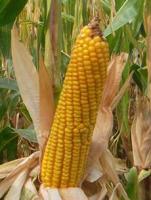Семена кукурузы Белкос 250 МВ