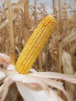 Семена кукурузы КС 178 СВ