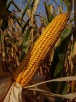 Семена кукурузы Краснодарский 385 МВ