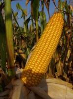Семена кукурузы Росс 199 МВ