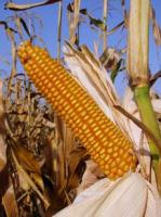 Семена кукурузы Росс 140 СВ