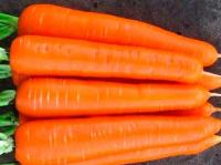 Семена моркови СВ 7381 ДЧ