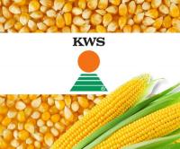 Семена кукурузы производителя КВС