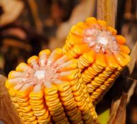 Семена кормовой кукурузы LG 30.500 - ФАО 540