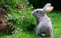 Комбикорм для кроликов Био Баланс