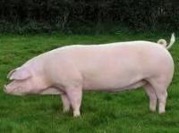 Комбикорм для мясного откорма свиней СКК-55