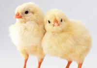 Комбикорм ПК-5-3 для цыплят бройлеров 1-14 дней