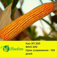 Семена кукурузы КАЗ-ЗП 200, трехлинейный гибрид, ФАО 200