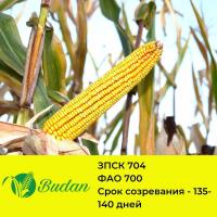 Семена кукурузы ЗПСК -704, двухлинейный гибрид, ФАО 700