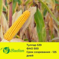 Семена кукурузы Тулпар-539, гибрид, ФАО 500