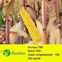 Семена кукурузы Алтын-739, двухлинейный гибрид, ФАО 700